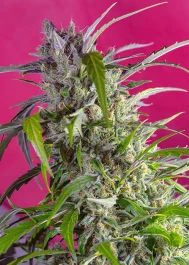 SWCRCAP100 - SWEET SEEDS - CRYSTAL CANDY AUTO® FEM (SWS61) | 100 SEMI Disponibili fino a fine scorte