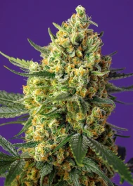 SWCRCXLAP3 - SWEET SEEDS - CRYSTAL CANDY XL AUTO® FEM (SWS87) | 3+1 SEMI