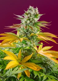 SWGGFVP100 - SWEET SEEDS - GORILLA GIRL F1 FAST VERSION® FEM (SWS86) | 100 SEMI