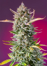 SWGSFVP100 - SWEET SEEDS - GORILLA SHERBET F1 FAST VERSION® FEM (SWS98) | 100 SEMI