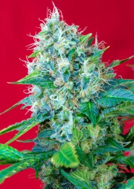 GP5 - SWEET SEEDS - GREEN POISON® FEM (SWS14) | 5+2 SEMI