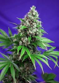 SWFVKK5 - SWEET SEEDS - KILLER KUSH F1 FAST VERSION® FEM (SWS52) | 5+2 SEMI