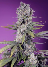 SWFVPZ100 - SWEET SEEDS - PAPAYA ZOAP F1 FAST VERSION® FEM (SWS111) | 100 SEMI