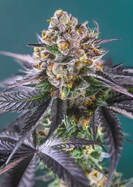 SWRSBAP3 - SWEET SEEDS - RED STRAWBERRY BANANA AUTO® FEM (SWS90) | 3+1 SEMI
