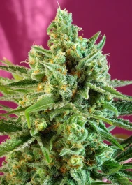 SWSCBDP5 - SWEET SEEDS - S.A.D. SWEET AFGANI DELICIOUS CBD® FEM (SWS60) | 5+2 SEMI