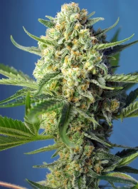 SWSAA5 - SWEET SEEDS - S.A.D. SWEET AFGANI DELICIOUS AUTO® FEM (SWS24) | 5+2 SEMI