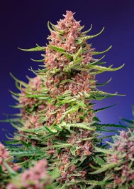 SWSCSF1FV005 - SWEET SEEDS - STRAWBERRY COLA SHERBET F1 FAST VERSION® FEM (SWS106) | 5+2 SEMI