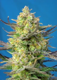 SWSCXLA3 - SWEET SEEDS - SWEET CHEESE XL AUTO® FEM (SWS77) | 3+1 SEMI