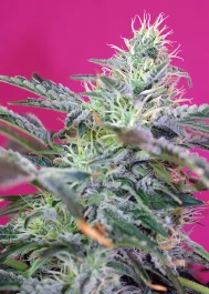 SWCHA5 - SWEET SEEDS - SWEET CHEESE AUTO® FEM (SWS33) | 5+2 SEMI