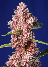 SWTPFVP25 - SWEET SEEDS - TROPICANNA POISON F1 FAST VERSION® FEM (SWS585) | 25 SEMI