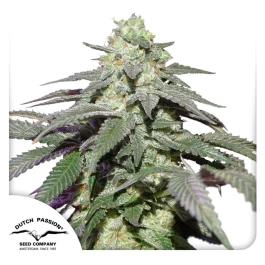 DP12032 - DUTCH PASSION - AUTO SKYWALKER HAZE FEM | 3 SEMI