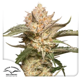 DP12772 - DUTCH PASSION - AUTO TRICHOME AND CREAM FEM | 7 SEMI