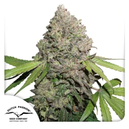 DP9632 - DUTCH PASSION - CBD CHARLOTTE'S ANGEL FEM - 3 SEMI
