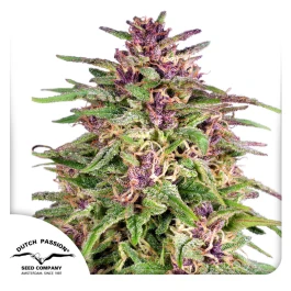 DP0532 - DUTCH PASSION - FRISIAN DEW FEM | 3 SEMI