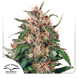 DP0332 - DUTCH PASSION - HOLLANDS HOPE FEM | 3 SEMI