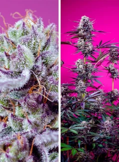 SW_fruity-delicious-mix_plant