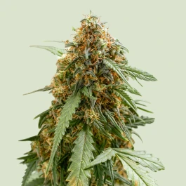 RQSAUTSQ001 - ROYAL QUEEN SEEDS - STICKY QUEEN AUTO FEM | 1 SEME