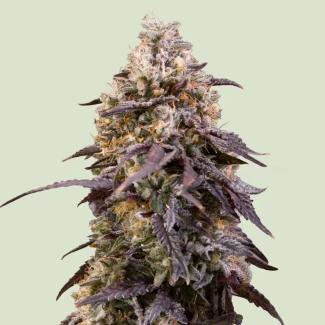RQS_StickyQueen-fem_plant