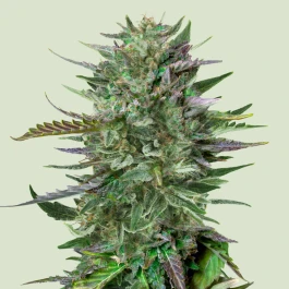 RQSFEMDSD003 - ROYAL QUEEN SEEDS - DO-SI-DOS FEM | 3 SEMI