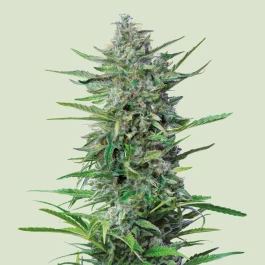 RQSFEMPP001 - ROYAL QUEEN SEEDS - PURPLE PUNCH FEM | 1 SEME