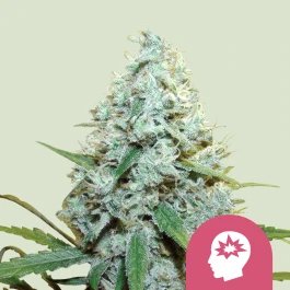 RQSFEM03047 - ROYAL QUEEN SEEDS - AMG AMNESIA MC GANJA FEM | 3 SEMI