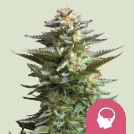 RQSFEM025006 - ROYAL QUEEN SEEDS - AMNESIA HAZE FEM | 25 SEMI