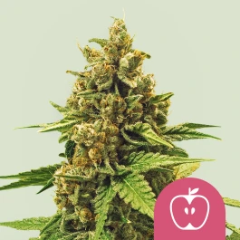RQSFEMAPF003 - ROYAL QUEEN SEEDS - APPLE FRITTER FEM (USA PREMIUM) | 3 SEMI