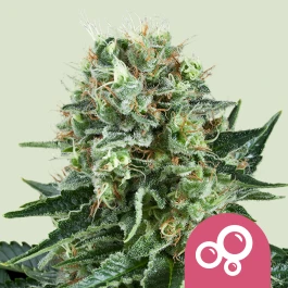 RQSFEM100023 - ROYAL QUEEN SEEDS - BUBBLE KUSH FEM | 100 SEMI