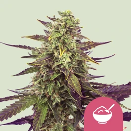 RQSFEMCM001 - ROYAL QUEEN SEEDS - CEREAL MILK FEM (USA PREMIUM) | 1 SEME