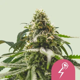 RQSFEM05043 - ROYAL QUEEN SEEDS - GREEN CRACK PUNCH FEM (USA PREMIUM) | 5 SEMI