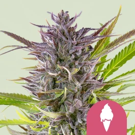 RQSFEM01040 - ROYAL QUEEN SEEDS - GREEN GELATO FEM (USA PREMIUM) | 1 SEME