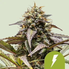 RQSAUT005059 - ROYAL QUEEN SEEDS - NORTH THUNDERFUCK  AUTOMATIC FEM (USA PREMIUM) | 5 SEMI