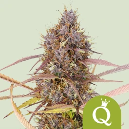 RQSAUT05053 - ROYAL QUEEN SEEDS - PURPLE QUEEN AUTOMATIC (USA PREMIUM) | 5 SEMI