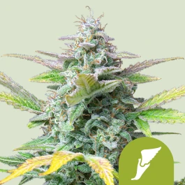 RQSAUT10003 - ROYAL QUEEN SEEDS - QUICK ONE AUTO FEM | 10 SEMI