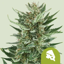 RQSAUT05013 - ROYAL QUEEN SEEDS - ROYAL CHEESE AUTOMATIC FEM | 5 SEMI