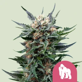 RQSFEM05036 - ROYAL QUEEN SEEDS - ROYAL GORILLA FEM (USA PREMIUM) | 5 SEMI