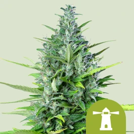 RQSAUT03006 - ROYAL QUEEN SEEDS - ROYAL HAZE AUTOMATIC FEM | 3 SEMI