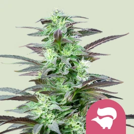 RQSFEM10009 - ROYAL QUEEN SEEDS - SKUNK XL FEM | 10 SEMI