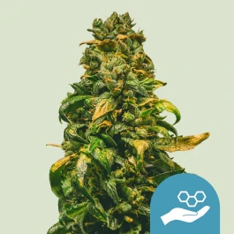 RQSCBD03010 - ROYAL QUEEN SEEDS - SOLOMATIC CBD AUTO FEM | 3 SEMI