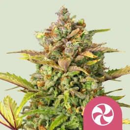RQSFEM03042 - ROYAL QUEEN SEEDS - SWEET ZZ FEM (USA PREMIUM) | 3 SEMI