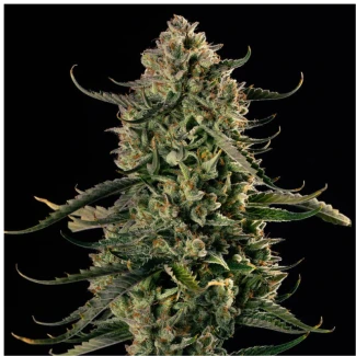 SILS_mac_dawg_xxl_auto_plant