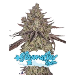 GHSCSKWA001 - GREEN HOUSE SEED CO. - SKYWALKER AUTO FEM | 1 SEME