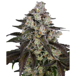BF2008603 - BARNEY'S FARM - TRAINWRECK FEM | 3 SEMI