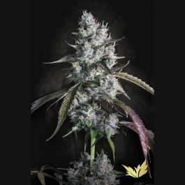 PSRVA005 - PARADISE SEEDS - RED VELVET AUTO FEM | 5 SEMI