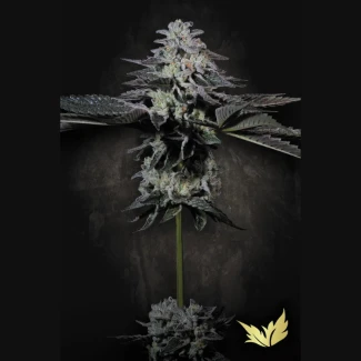 PS_tropicana_crush_fem_plant