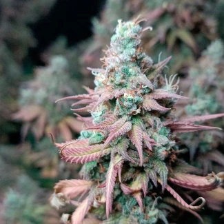 SILS_gorilla_frost_fem_plant_04
