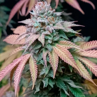 SILS_gorilla_frost_fem_plant_02