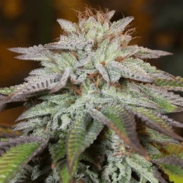 SILS009AF05 - SILENT SEEDS - L.A. VANILLA CAKE AUTO FEM | 5 SEMI