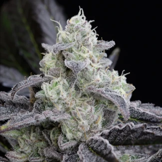 SILS_LA_vanilla_cake_fem_plant