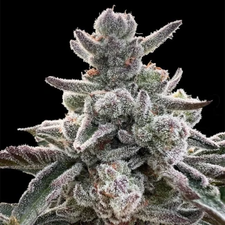 SILS_polar_gelato_fem_plant